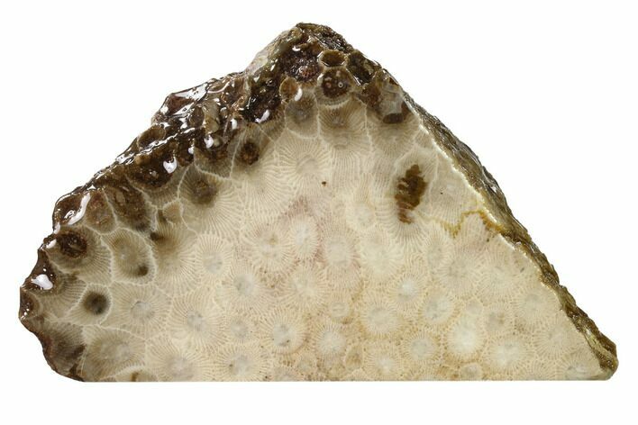 Free-Standing, Petoskey Stone (Fossil Coral) Section - Michigan #160263